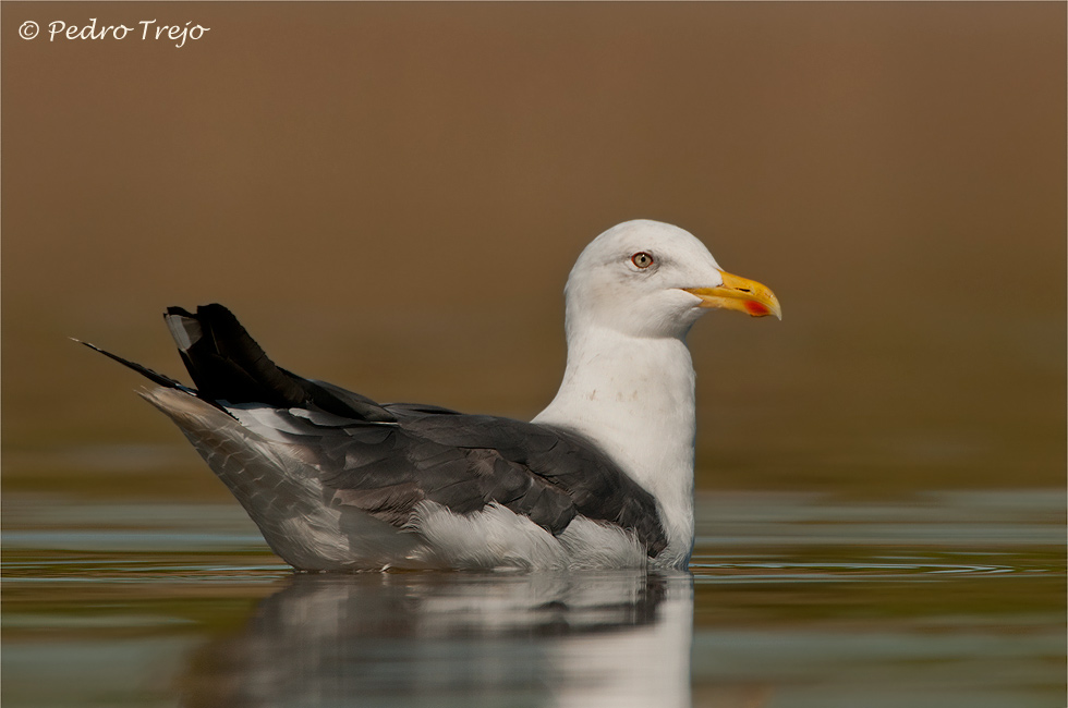 Gaviota sombria (Larus fuscus)